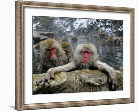 Japan Hot Spa Monkeys-Koji Sasahara-Framed Photographic Print