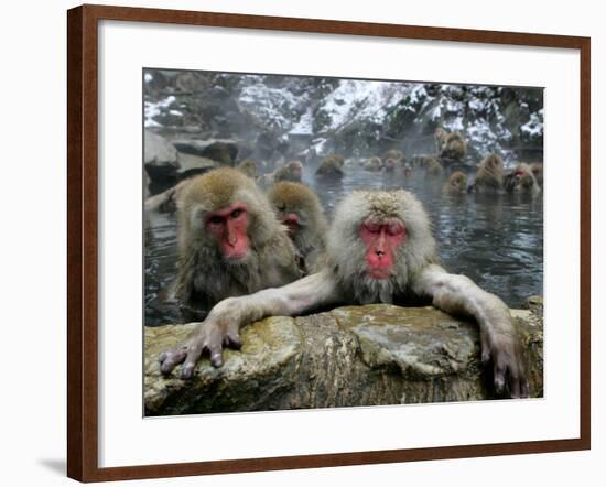 Japan Hot Spa Monkeys-Koji Sasahara-Framed Photographic Print