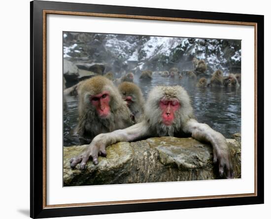 Japan Hot Spa Monkeys-Koji Sasahara-Framed Photographic Print