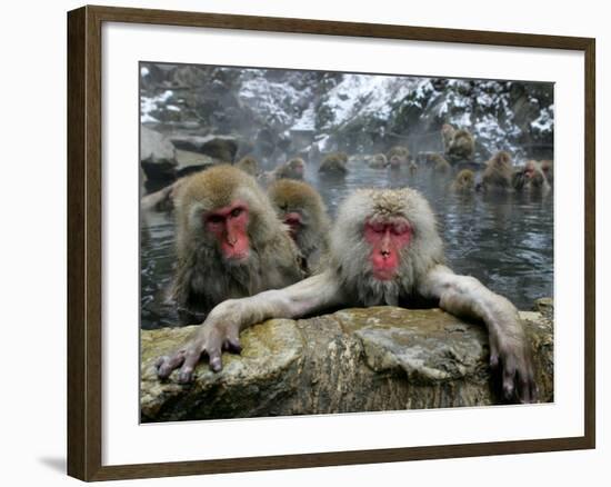 Japan Hot Spa Monkeys-Koji Sasahara-Framed Photographic Print