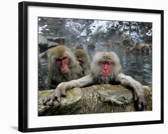 Japan Hot Spa Monkeys-Koji Sasahara-Framed Photographic Print