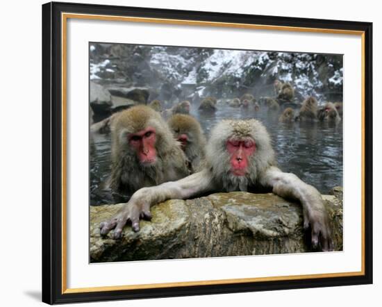 Japan Hot Spa Monkeys-Koji Sasahara-Framed Photographic Print