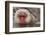 Japan, Jigokudani Monkey Park. Japanese macaque close-up.-Jaynes Gallery-Framed Photographic Print