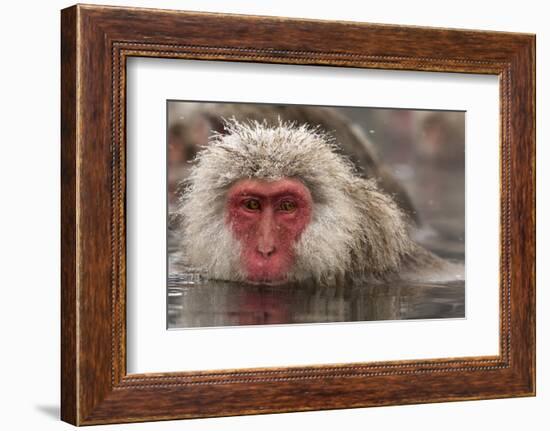 Japan, Jigokudani Monkey Park. Japanese macaque close-up.-Jaynes Gallery-Framed Photographic Print