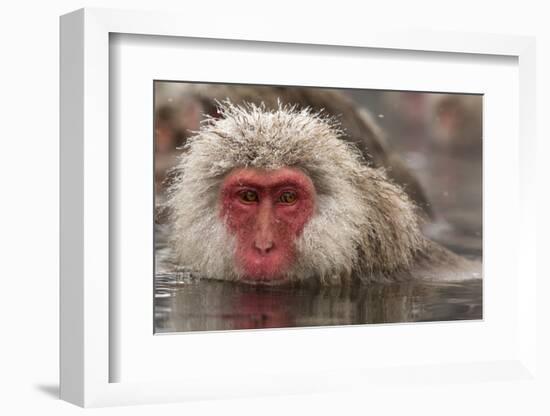 Japan, Jigokudani Monkey Park. Japanese macaque close-up.-Jaynes Gallery-Framed Photographic Print