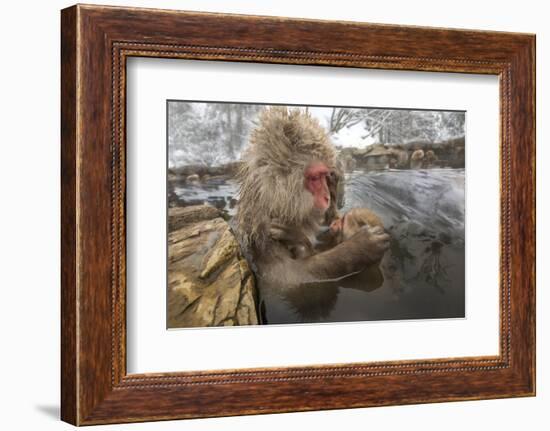 Japan, Jigokudani Monkey Park. Japanese macaque with nursing baby.-Jaynes Gallery-Framed Photographic Print