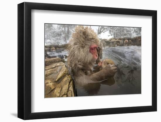 Japan, Jigokudani Monkey Park. Japanese macaque with nursing baby.-Jaynes Gallery-Framed Photographic Print