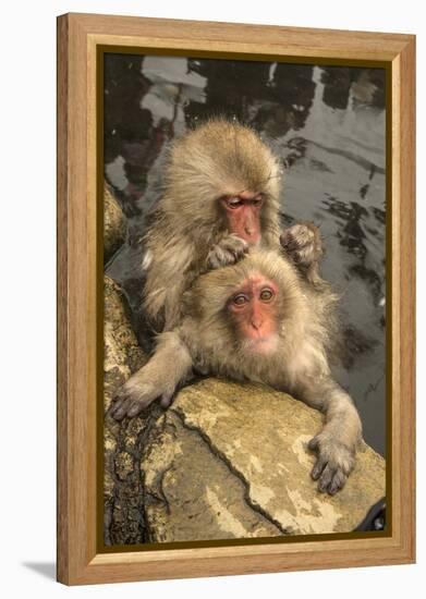 Japan, Jigokudani Monkey Park. Japanese macaques grooming.-Jaynes Gallery-Framed Premier Image Canvas