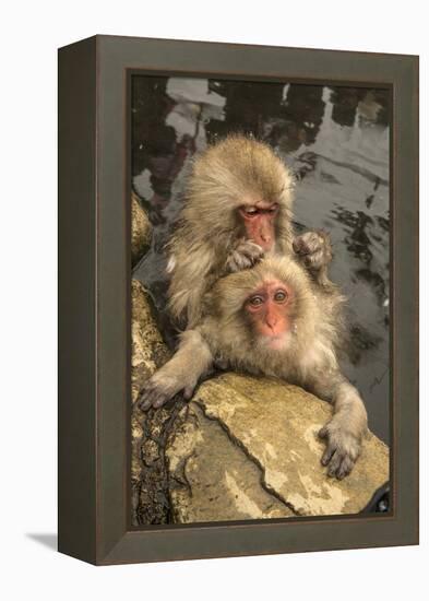 Japan, Jigokudani Monkey Park. Japanese macaques grooming.-Jaynes Gallery-Framed Premier Image Canvas