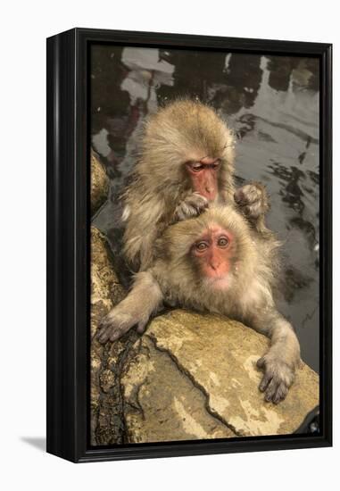 Japan, Jigokudani Monkey Park. Japanese macaques grooming.-Jaynes Gallery-Framed Premier Image Canvas