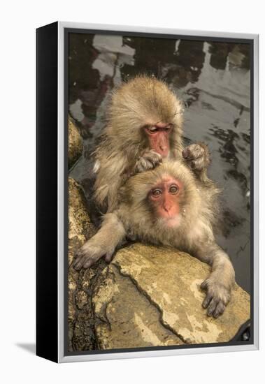 Japan, Jigokudani Monkey Park. Japanese macaques grooming.-Jaynes Gallery-Framed Premier Image Canvas