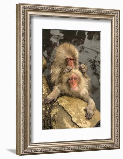 Japan, Jigokudani Monkey Park. Japanese macaques grooming.-Jaynes Gallery-Framed Photographic Print