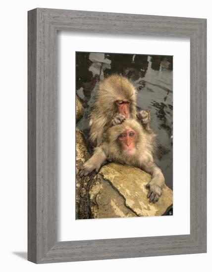 Japan, Jigokudani Monkey Park. Japanese macaques grooming.-Jaynes Gallery-Framed Photographic Print