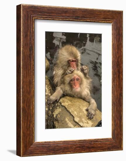 Japan, Jigokudani Monkey Park. Japanese macaques grooming.-Jaynes Gallery-Framed Photographic Print