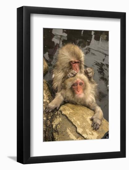 Japan, Jigokudani Monkey Park. Japanese macaques grooming.-Jaynes Gallery-Framed Photographic Print