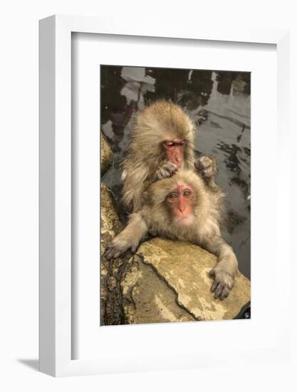 Japan, Jigokudani Monkey Park. Japanese macaques grooming.-Jaynes Gallery-Framed Photographic Print