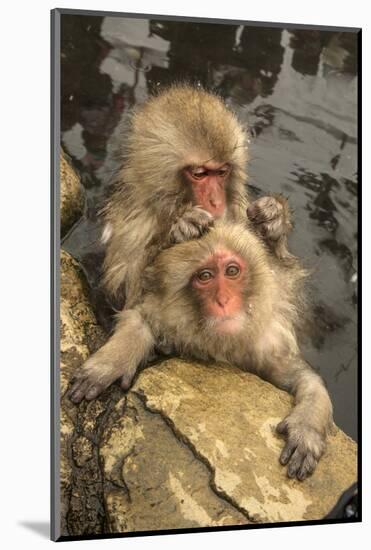 Japan, Jigokudani Monkey Park. Japanese macaques grooming.-Jaynes Gallery-Mounted Photographic Print