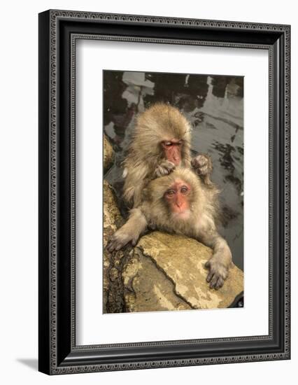 Japan, Jigokudani Monkey Park. Japanese macaques grooming.-Jaynes Gallery-Framed Photographic Print