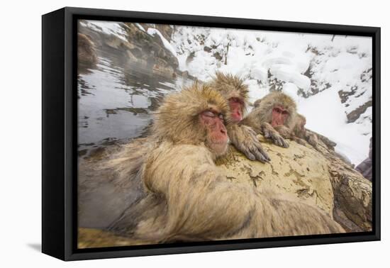 Japan, Jigokudani Monkey Park. Japanese macaques in thermal pool.-Jaynes Gallery-Framed Premier Image Canvas