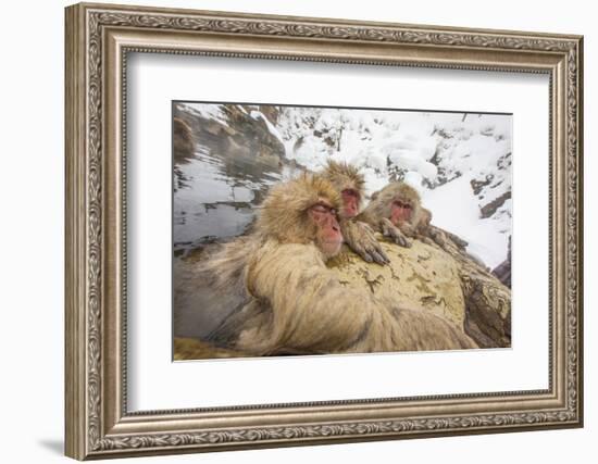 Japan, Jigokudani Monkey Park. Japanese macaques in thermal pool.-Jaynes Gallery-Framed Photographic Print