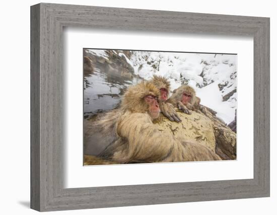 Japan, Jigokudani Monkey Park. Japanese macaques in thermal pool.-Jaynes Gallery-Framed Photographic Print