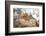 Japan, Jigokudani Monkey Park. Japanese macaques in thermal pool.-Jaynes Gallery-Framed Photographic Print