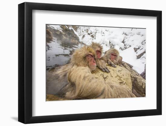 Japan, Jigokudani Monkey Park. Japanese macaques in thermal pool.-Jaynes Gallery-Framed Photographic Print