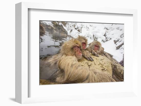 Japan, Jigokudani Monkey Park. Japanese macaques in thermal pool.-Jaynes Gallery-Framed Photographic Print