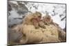 Japan, Jigokudani Monkey Park. Japanese macaques in thermal pool.-Jaynes Gallery-Mounted Photographic Print