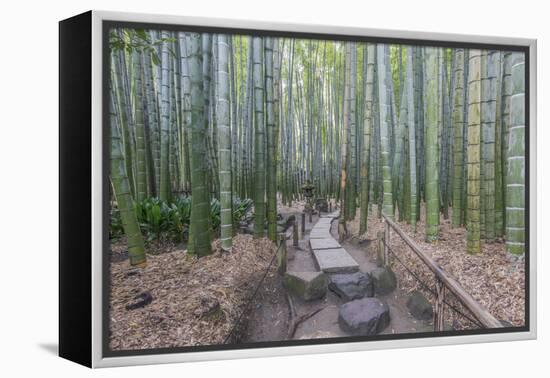 Japan, Kanagawa, Kamakura, Hokokuji Temple Garden-Rob Tilley-Framed Premier Image Canvas