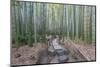 Japan, Kanagawa, Kamakura, Hokokuji Temple Garden-Rob Tilley-Mounted Photographic Print