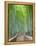 Japan, Kyoto, Arashiyama, Adashino Nembutsu-ji Temple, Bamboo Forest-Steve Vidler-Framed Premier Image Canvas