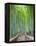 Japan, Kyoto, Arashiyama, Adashino Nembutsu-ji Temple, Bamboo Forest-Steve Vidler-Framed Premier Image Canvas