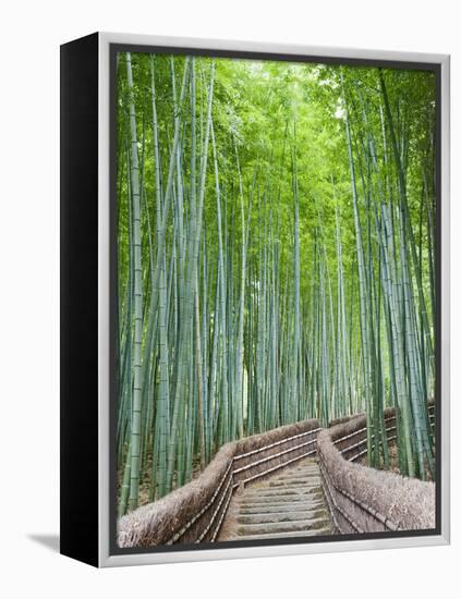 Japan, Kyoto, Arashiyama, Adashino Nembutsu-ji Temple, Bamboo Forest-Steve Vidler-Framed Premier Image Canvas