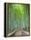 Japan, Kyoto, Arashiyama, Adashino Nembutsu-ji Temple, Bamboo Forest-Steve Vidler-Framed Premier Image Canvas