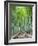 Japan, Kyoto, Arashiyama, Adashino Nembutsu-ji Temple, Bamboo Forest-Steve Vidler-Framed Photographic Print