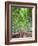 Japan, Kyoto, Arashiyama, Adashino Nembutsu-ji Temple, Bamboo Forest-Steve Vidler-Framed Photographic Print