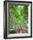 Japan, Kyoto, Arashiyama, Adashino Nembutsu-ji Temple, Bamboo Forest-Steve Vidler-Framed Photographic Print