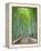 Japan, Kyoto, Arashiyama, Adashino Nembutsu-ji Temple, Bamboo Forest-Steve Vidler-Framed Premier Image Canvas