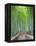 Japan, Kyoto, Arashiyama, Adashino Nembutsu-ji Temple, Bamboo Forest-Steve Vidler-Framed Premier Image Canvas