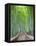 Japan, Kyoto, Arashiyama, Adashino Nembutsu-ji Temple, Bamboo Forest-Steve Vidler-Framed Premier Image Canvas