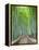 Japan, Kyoto, Arashiyama, Adashino Nembutsu-ji Temple, Bamboo Forest-Steve Vidler-Framed Premier Image Canvas