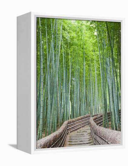 Japan, Kyoto, Arashiyama, Adashino Nembutsu-ji Temple, Bamboo Forest-Steve Vidler-Framed Premier Image Canvas