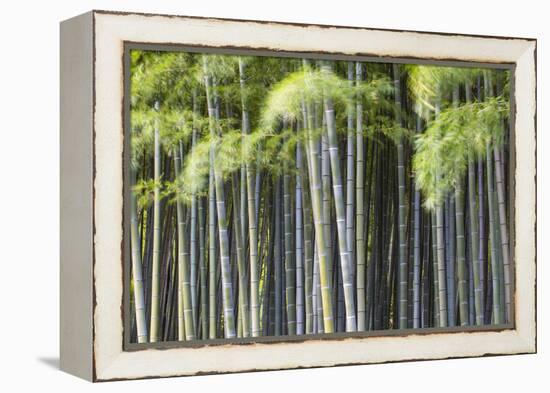 Japan, Kyoto, Arashiyama, Adashino Nenbutsu-Ji Temple-Jane Sweeney-Framed Premier Image Canvas