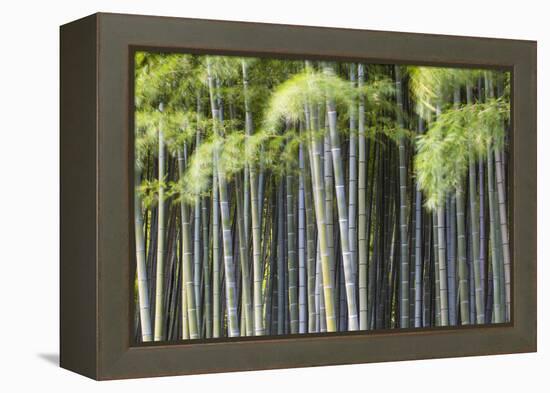 Japan, Kyoto, Arashiyama, Adashino Nenbutsu-Ji Temple-Jane Sweeney-Framed Premier Image Canvas