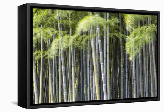 Japan, Kyoto, Arashiyama, Adashino Nenbutsu-Ji Temple-Jane Sweeney-Framed Premier Image Canvas