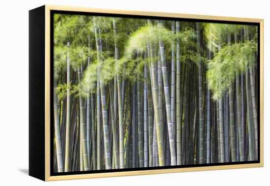 Japan, Kyoto, Arashiyama, Adashino Nenbutsu-Ji Temple-Jane Sweeney-Framed Premier Image Canvas