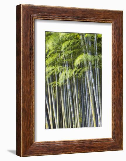 Japan, Kyoto, Arashiyama, Adashino Nenbutsu-Ji Temple-Jane Sweeney-Framed Photographic Print