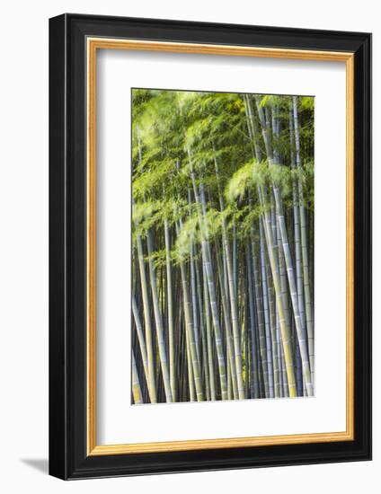 Japan, Kyoto, Arashiyama, Adashino Nenbutsu-Ji Temple-Jane Sweeney-Framed Photographic Print