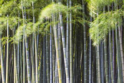 Japan Kyoto Arashiyama Adashino Nenbutsu Ji Temple Photographic Print Jane Sweeney Art Com Japan Kyoto Arashiyama Adashino Nenbutsu Ji Temple Photographic Print Jane Sweeney Art Com